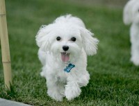 /album/fotogaleria/a1poodle-jpg/