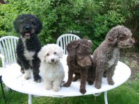 /album/fotogaleria/a97-perros-jpg/