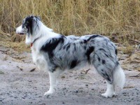 /album/fotogaleria/blue-merle-border-collie-jpg/