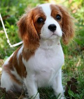 /album/fotogaleria/cavalier-king-charles-spaniel-2-jpg/