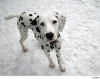 /album/fotogaleria/dalmata-2320-jpg/