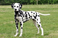 /album/fotogaleria/dalmata-580x380-jpg/