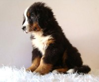 /album/fotogaleria/elmundodelcachorro-boyerodeberna03-jpg/