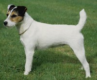 /album/fotogaleria/jackrussellterriersf6-jpg/