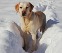 /album/fotogaleria/labrador-retriever-snow-jpg/