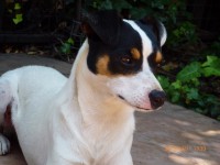 /album/fotogaleria/regalo-fox-terrier-chileno-3-anos-10480-mlc20029389504-012014-f-jpg/