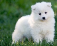 /album/fotogaleria/samoyedo-cachorros-20130627195321-jpg/