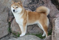 /album/fotogaleria/shiba-inu-jpg/