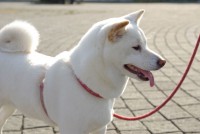 /album/fotogaleria/shiba-inu-cream-jpg/