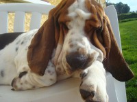 /album/fotogaleria/basset-hound-4-jpg/