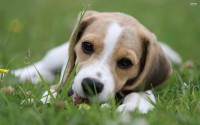 /album/fotogaleria/beagle-puppy-wallpaperpuppy-eyes-beagle-desktop-and-mobile-wallpaper-wallippo-4ldb7hl2-jpg/