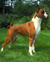 /album/fotogaleria/boxer-jpg/