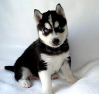 /album/fotogaleria/cachorro-huskie-negro-jpg/