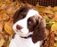 /album/fotogaleria/cachorros-springer-spaniel-jpg/