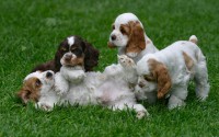 /album/fotogaleria/cocker-spaniel-puppies-playing-together-jpg/