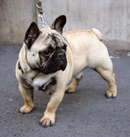 /album/fotogaleria/fotos-bulldog-frances-18-jpg/