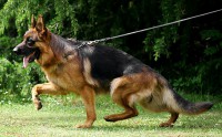 /album/fotogaleria/furbos10-jpg/