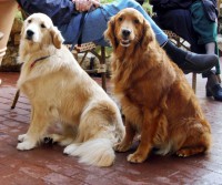 /album/fotogaleria/golden-retrievers-dark-and-light-jpg/