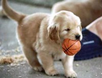 /album/fotogaleria/golden-retriever-0007-jpg/