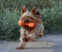 /album/fotogaleria/how-to-train-a-yorkshire-terrier-jpg/