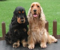 /album/fotogaleria/perro-cocker-spaniel-cocker1-jpg/