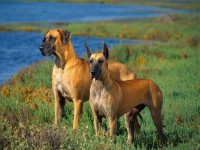 /album/fotogaleria/perros-gran-danes-6326-jpg/