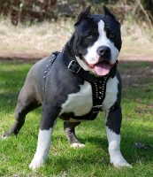 /album/fotogaleria/pitbull-2-jpg/