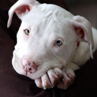 /album/fotogaleria/pitbull-bonito-jpg/