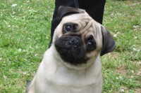 /album/fotogaleria/pug0607-jpg/