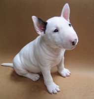 /album/fotogaleria/razas-de-perros-bull-terrier-perro-jpg/