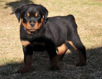 /album/fotogaleria/rottweiler-1407302958-jpg/