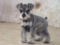 /album/fotogaleria/schnauzer-miniatura-sal-pimienta-cachorros-inscritos-valparaiso-valparaiso-chile-6a3574-3-jpg/