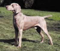 /album/fotogaleria/weimaraner-909707-jpg/