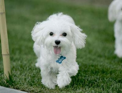 Poodle.