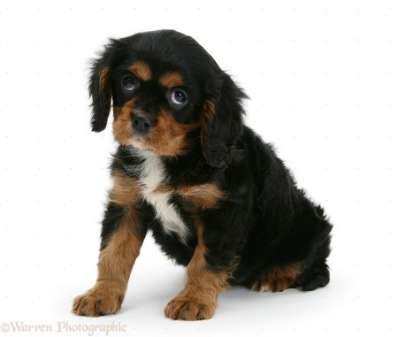 Cavalier Charles King Spaniel.