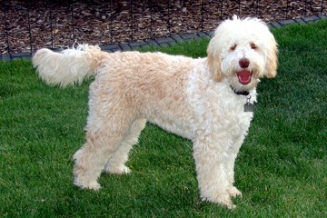Labradoodle.