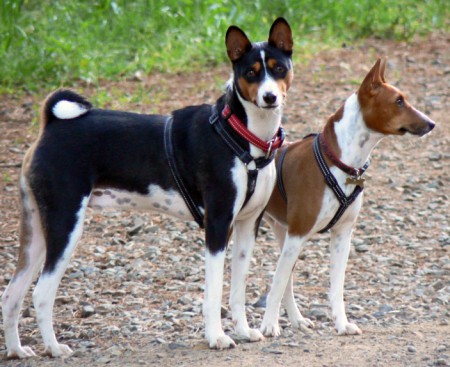 Basenji.