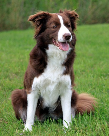 Border Collie.