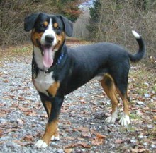 Boyero de Entlebuch.