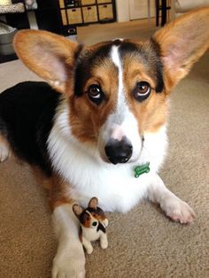 Pembroke Welsh Corgi.