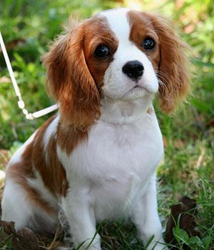 Cavalier Charles King Spaniel.