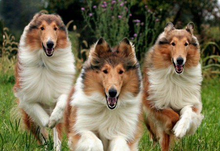Collie.
