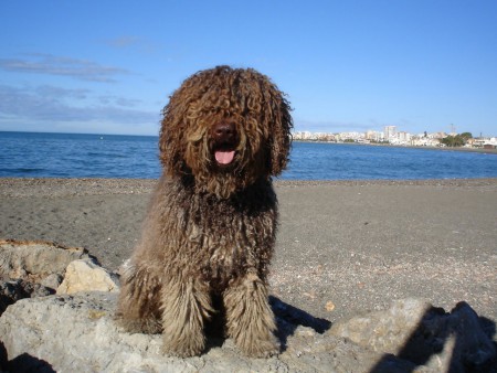 Perro de Agua Español.