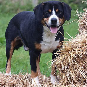 Boyero de Entlebuch.