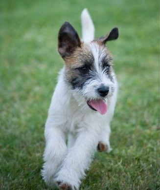 Jack Russell Terrier.