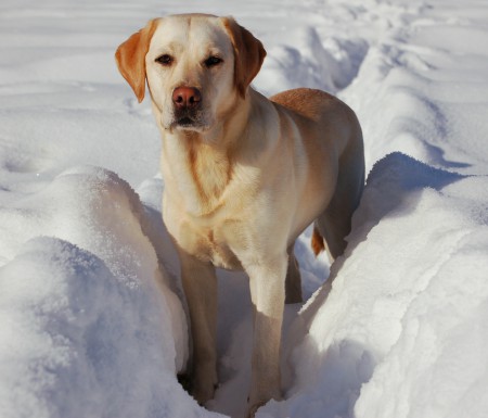 Labrador.