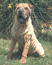Shar Pei.