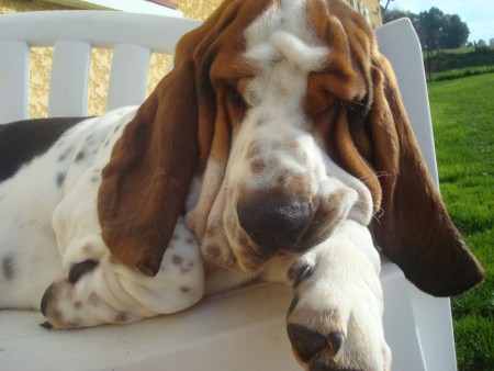 Basset hound