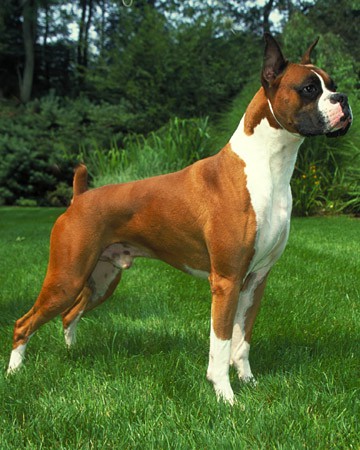 Boxer