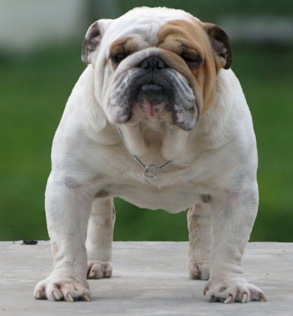 Bulldog